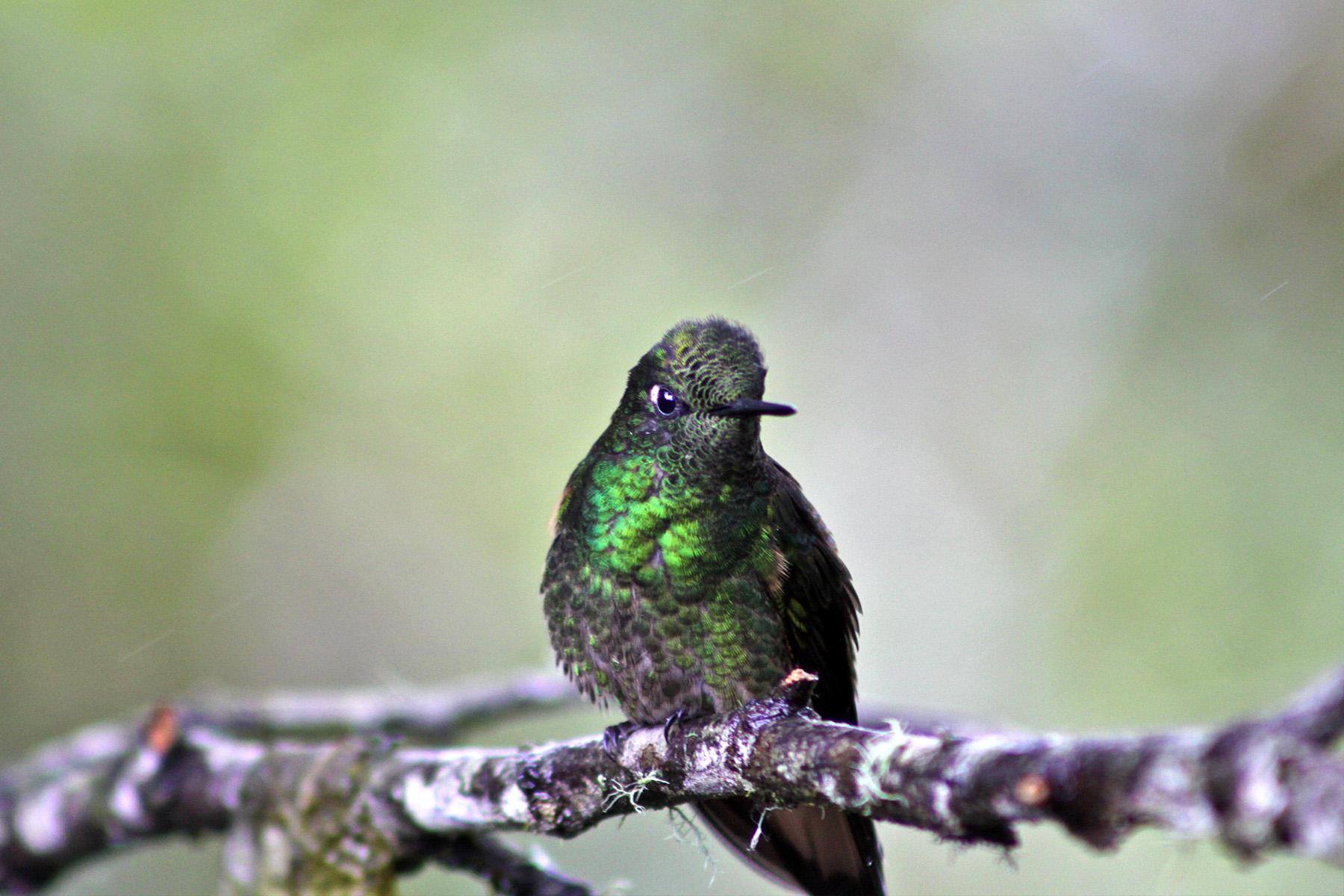 Mindo Cloud Forest & Bird Watching - Quito City Tour